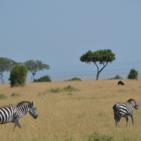 A captivating wildlife scene in the African savannah