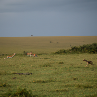 A captivating wildlife scene in the African savannah