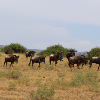 A captivating wildlife scene in the African savannah