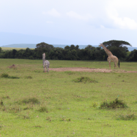 A captivating wildlife scene in the African savannah