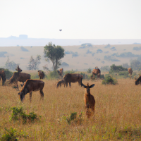 A captivating wildlife scene in the African savannah